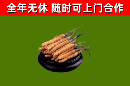 石楼烟酒回收冬虫夏草.jpg